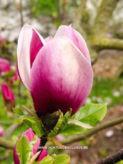 Magnolia 'Hot Lips' - Sierboom - Hortus Conclusus  - 4