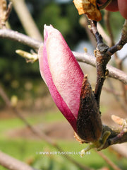 Magnolia 'Hot Lips' - Sierboom - Hortus Conclusus  - 7