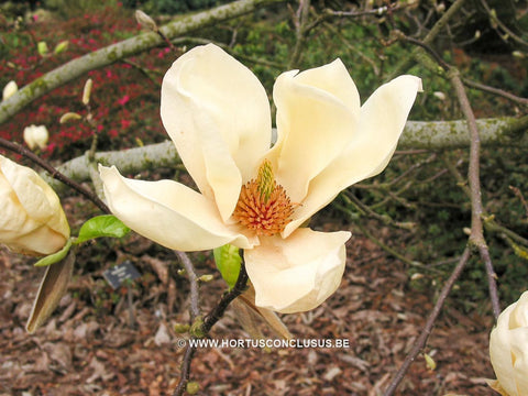 Magnolia 'Ivory Chalice'