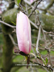 Magnolia 'Jane' - Sierboom - Hortus Conclusus  - 2