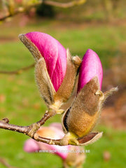 Magnolia 'Jane' - Sierboom - Hortus Conclusus  - 5