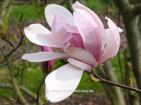 Magnolia 'Judy'