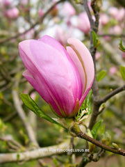 Magnolia 'Judy' - Sierboom - Hortus Conclusus  - 3