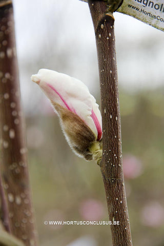 Magnolia kobus 'Rogów'