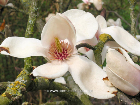 Magnolia 'Leather Leaf'