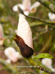 Magnolia 'Leather Leaf' - Sierboom - Hortus Conclusus  - 4
