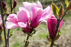 Magnolia 'Lilenny' - Sierboom - Hortus Conclusus  - 2