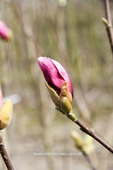 Magnolia 'Lilenny' - Sierboom - Hortus Conclusus  - 6