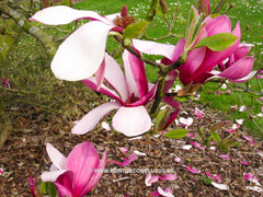Magnolia 'Maarten' - Heester - Hortus Conclusus  - 3