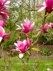 Magnolia 'Maarten' - Heester - Hortus Conclusus  - 6