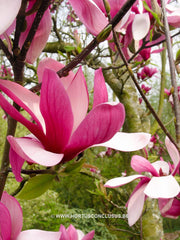 Magnolia 'Maarten' - Heester - Hortus Conclusus  - 14