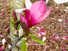 Magnolia 'Maarten' - Heester - Hortus Conclusus  - 15