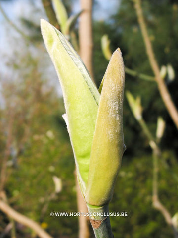 Magnolia macrophylla 'Julian Hill'