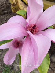 Magnolia 'Margaret Helen' - Sierboom - Hortus Conclusus  - 3