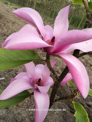 Magnolia 'Margaret Helen' - Sierboom - Hortus Conclusus  - 5