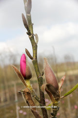 Magnolia 'Margaret Helen' - Sierboom - Hortus Conclusus  - 7