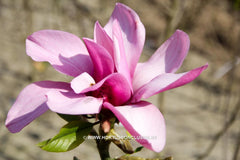 Magnolia 'Margaret Helen' - Sierboom - Hortus Conclusus  - 8