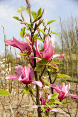 Magnolia 'Margaret Helen' - Sierboom - Hortus Conclusus  - 10