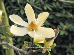 Magnolia 'Maxine Merrill' - Sierboom - Hortus Conclusus  - 1