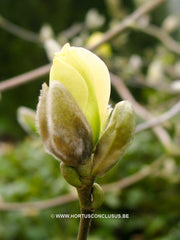 Magnolia 'Maxine Merrill' - Sierboom - Hortus Conclusus  - 2