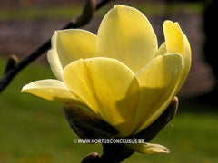 Magnolia 'Maxine Merrill' - Sierboom - Hortus Conclusus  - 3