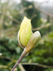 Magnolia 'Maxine Merrill' - Sierboom - Hortus Conclusus  - 4