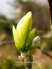 Magnolia 'Maxine Merrill' - Sierboom - Hortus Conclusus  - 5