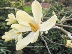 Magnolia 'Maxine Merrill' - Sierboom - Hortus Conclusus  - 6