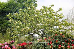Magnolia 'Maxine Merrill' - Sierboom - Hortus Conclusus  - 7