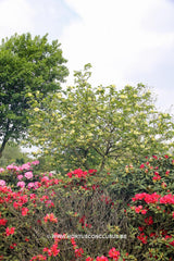 Magnolia 'Maxine Merrill' - Sierboom - Hortus Conclusus  - 8