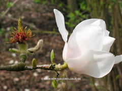 Magnolia 'Milky Way' - Sierboom - Hortus Conclusus  - 2