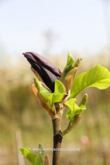 Magnolia 'Oriental Night' - Sierboom - Hortus Conclusus  - 2