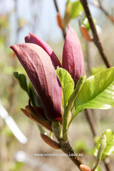 Magnolia 'Oriental Night' - Sierboom - Hortus Conclusus  - 6