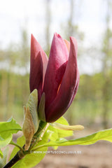 Magnolia 'Oriental Night' - Sierboom - Hortus Conclusus  - 7