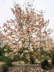 Magnolia 'Paul Cook' - Sierboom - Hortus Conclusus  - 6