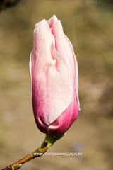 Magnolia 'Paul Cook' - Sierboom - Hortus Conclusus  - 10