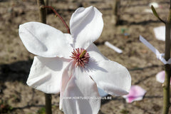 Magnolia 'Paul Cook' - Sierboom - Hortus Conclusus  - 11