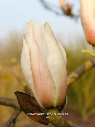Magnolia 'Paul Cook Seedling'