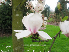 Magnolia 'Paul Cook Seedling' - Heester - Hortus Conclusus  - 2