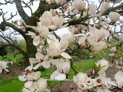 Magnolia 'Paul Cook Seedling' - Heester - Hortus Conclusus  - 4