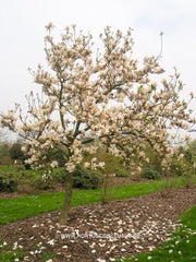 Magnolia 'Paul Cook Seedling' - Heester - Hortus Conclusus  - 5