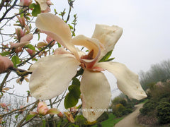 Magnolia 'Peachy' - Heester - Hortus Conclusus  - 5