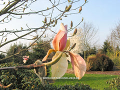 Magnolia 'Peachy' - Heester - Hortus Conclusus  - 7