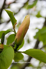 Magnolia 'Peachy' - Heester - Hortus Conclusus  - 9