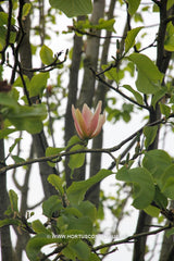 Magnolia 'Peachy' - Heester - Hortus Conclusus  - 11