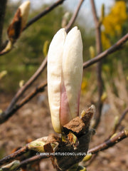 Magnolia 'Pegasus' - Sierboom - Hortus Conclusus  - 9