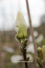 Magnolia 'Pegasus' - Sierboom - Hortus Conclusus  - 10