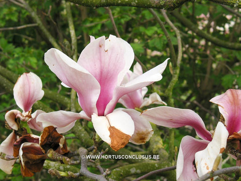 Magnolia 'Pickard's Amethyst'