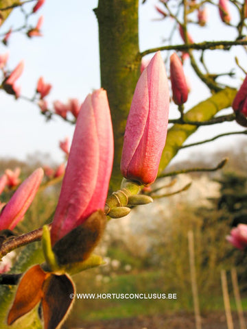 Magnolia 'Pickard's Charm'