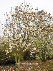 Magnolia 'Pickard's Maime' - Heester - Hortus Conclusus  - 2